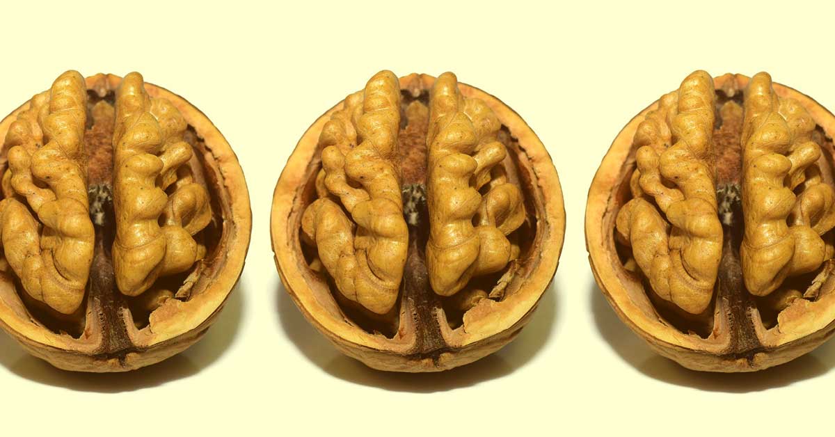 3つの脳 爬虫類脳・哺乳類脳・人間脳