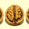 3つの脳 爬虫類脳・哺乳類脳・人間脳